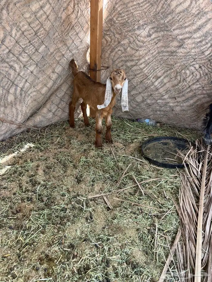 معز لبيع عدد 2 متبيع 3