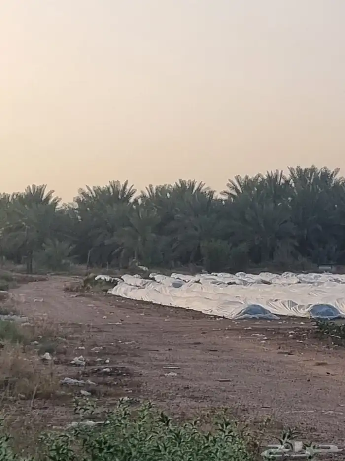 مزرعة للبيع في المليداء الشمالية 4