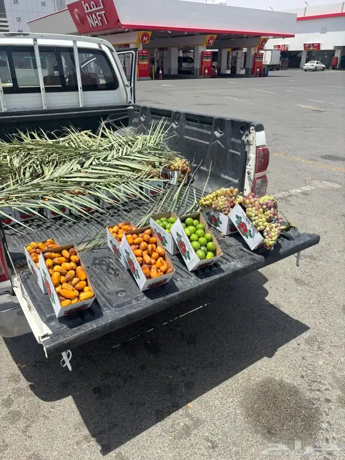 تمر صفري-شكل-عنب 2