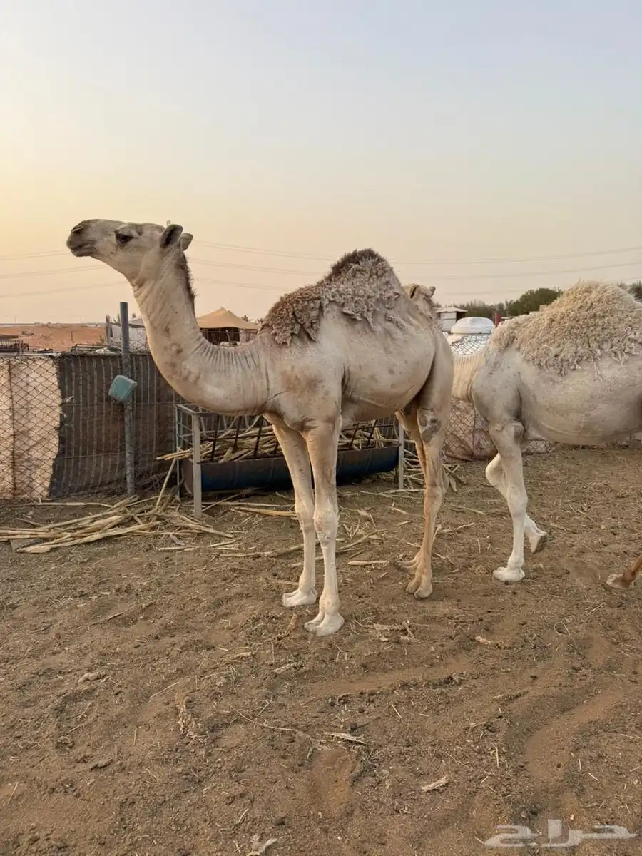 قعدان مناسبات طيبه تم البيع 1