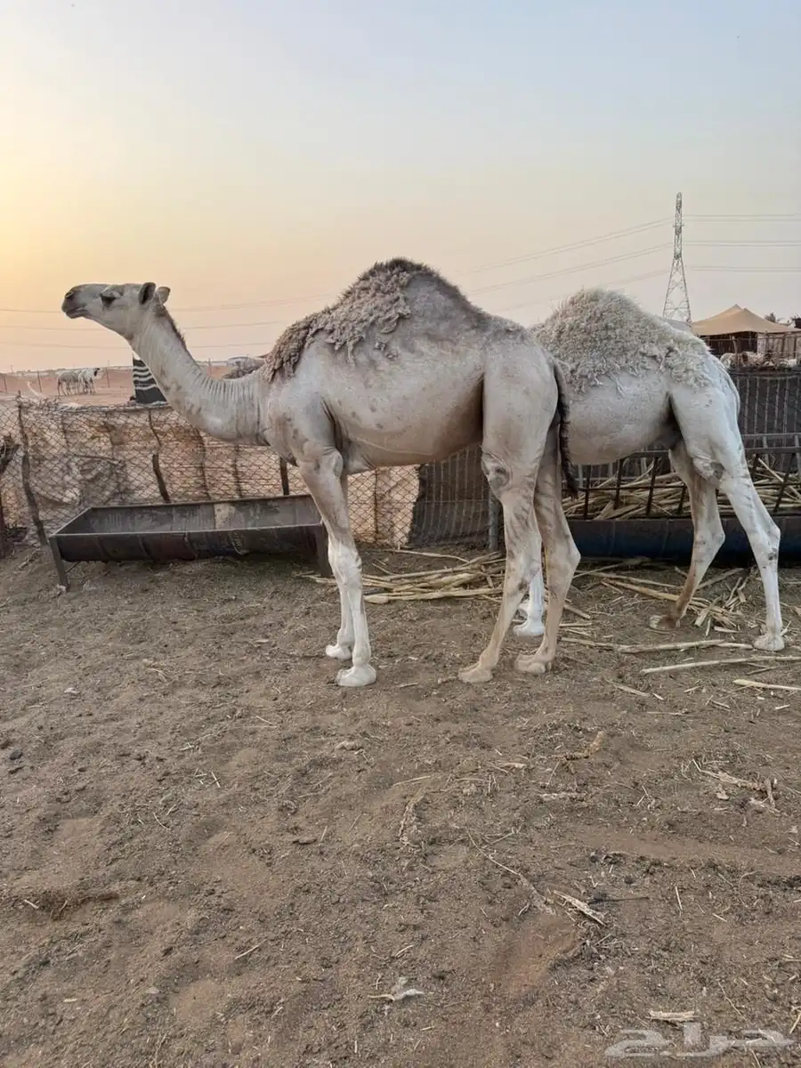 قعدان مناسبات طيبه تم البيع 3