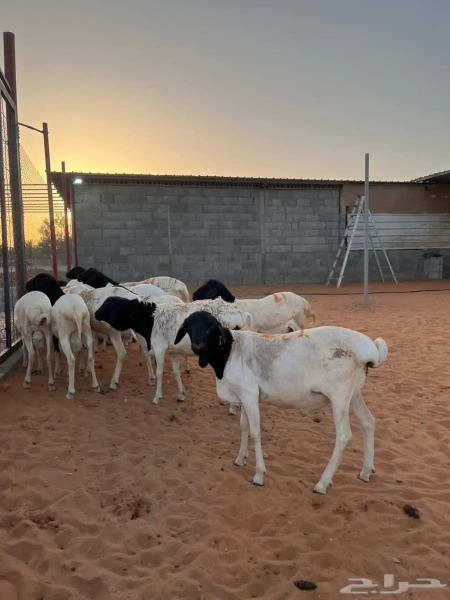 ذبايح 0