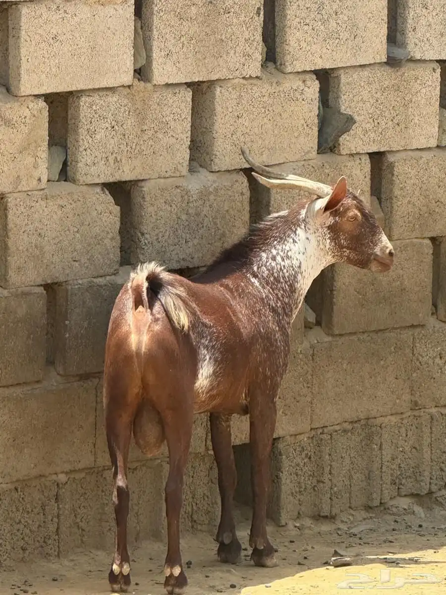 تيوس 16