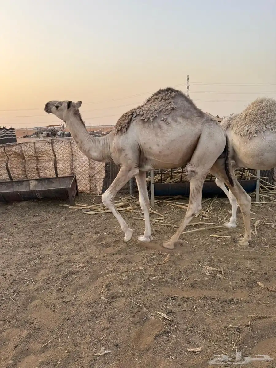 قعدان مناسبات طيبه تم البيع 2