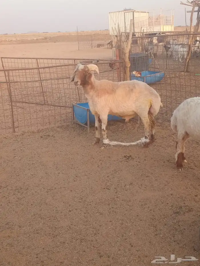 خروف نعيم تام مشروط طبع وقريع 0