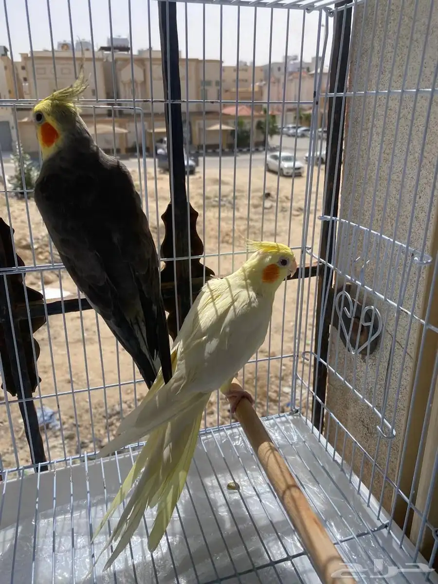 زوج طيور كروان مع بيضها 0