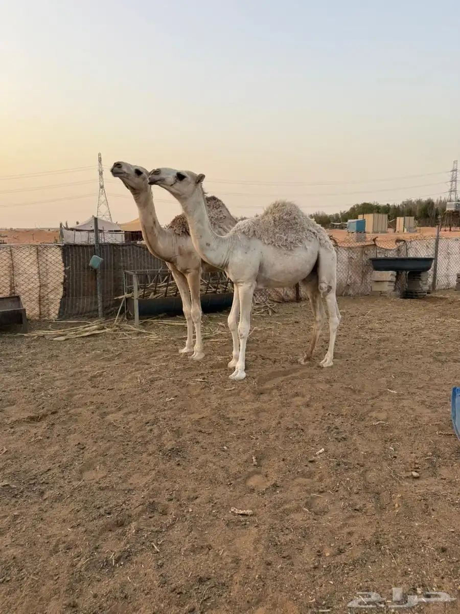 قعدان مناسبات طيبه تم البيع 4