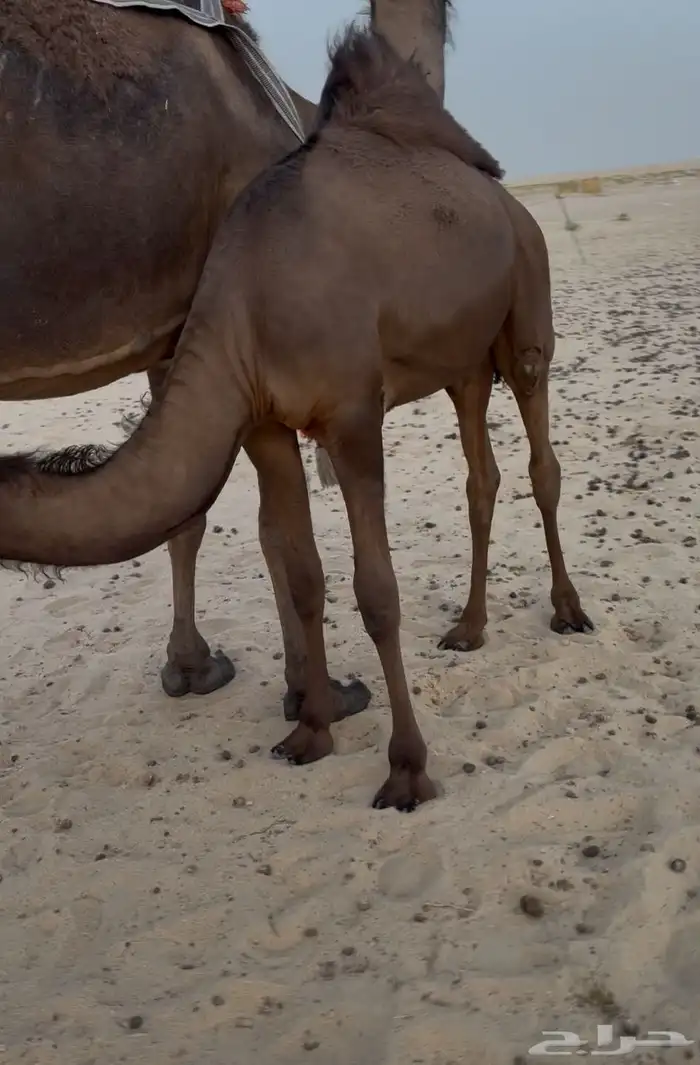 قعود مجهم طايش تم البيع 0