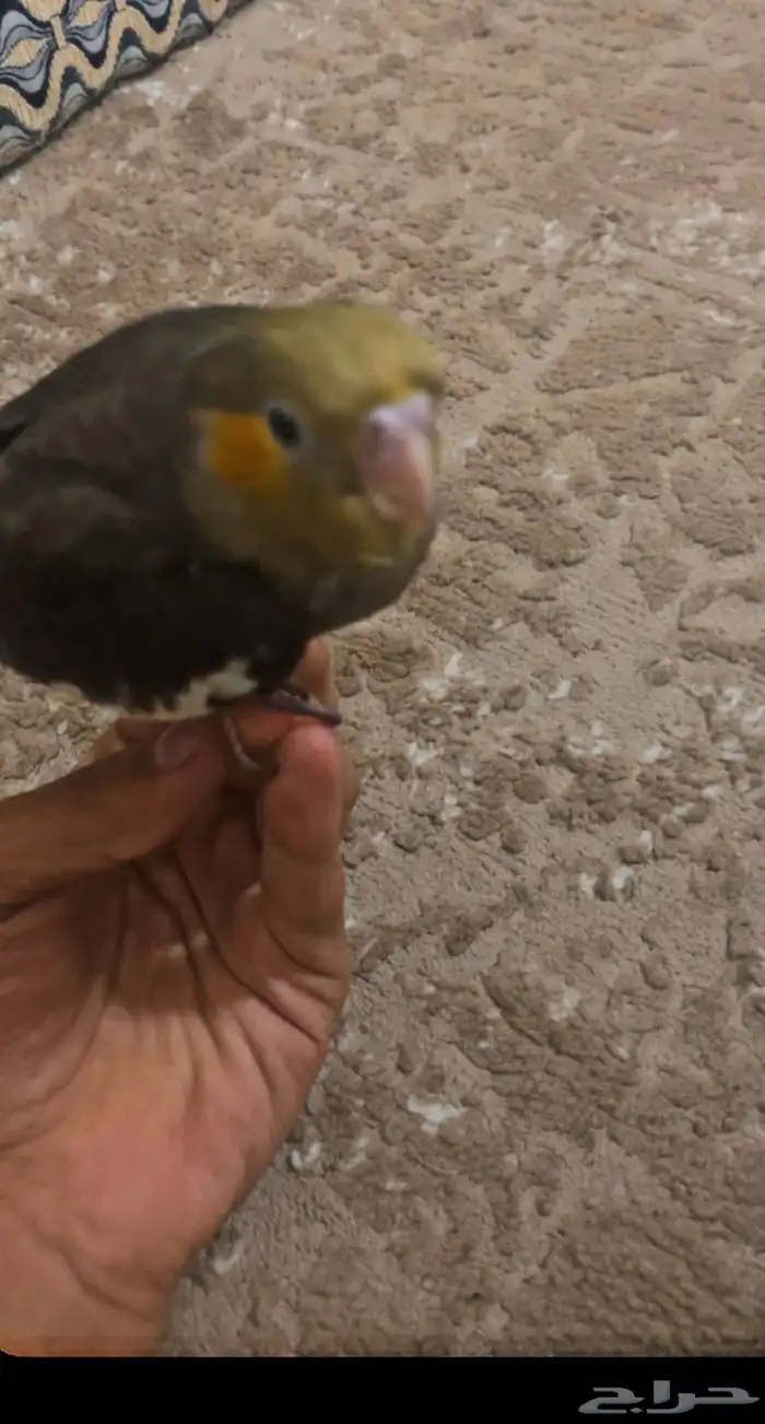 تم البيعع ببغاء كروان ذكر اليف 0