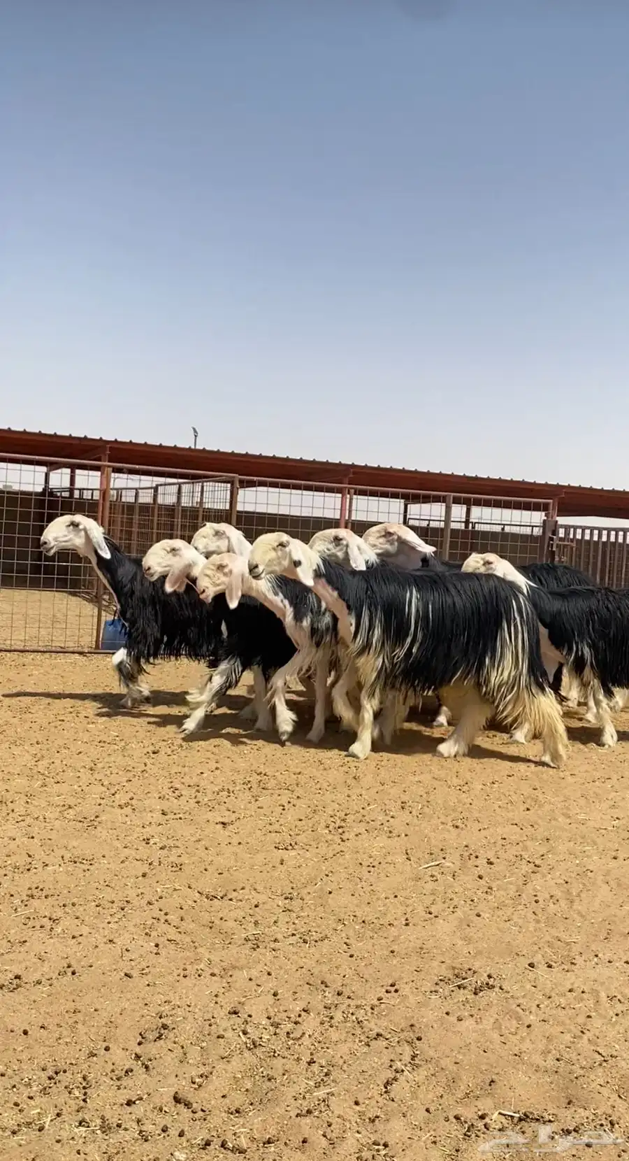 رخال نجد صنف 0