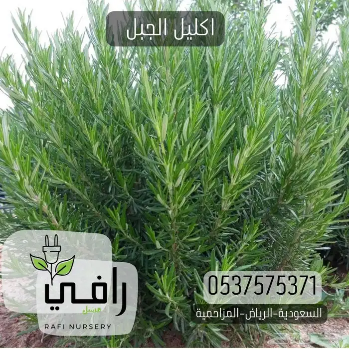 شتلات العطريات 2