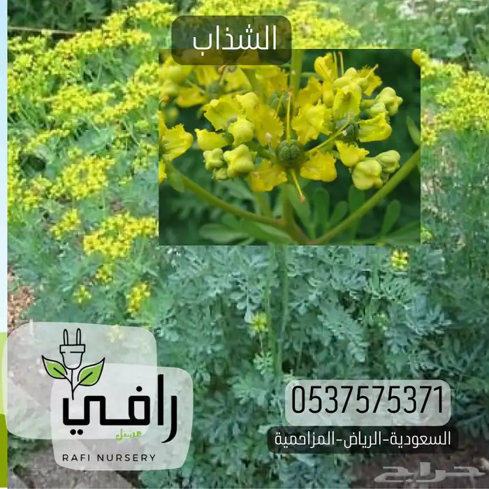 شتلات العطريات 1