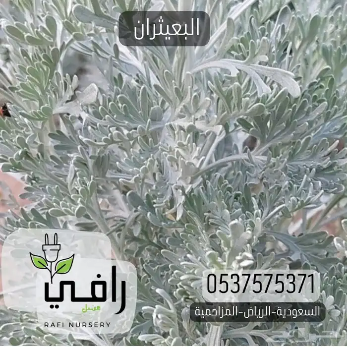 شتلات العطريات 0