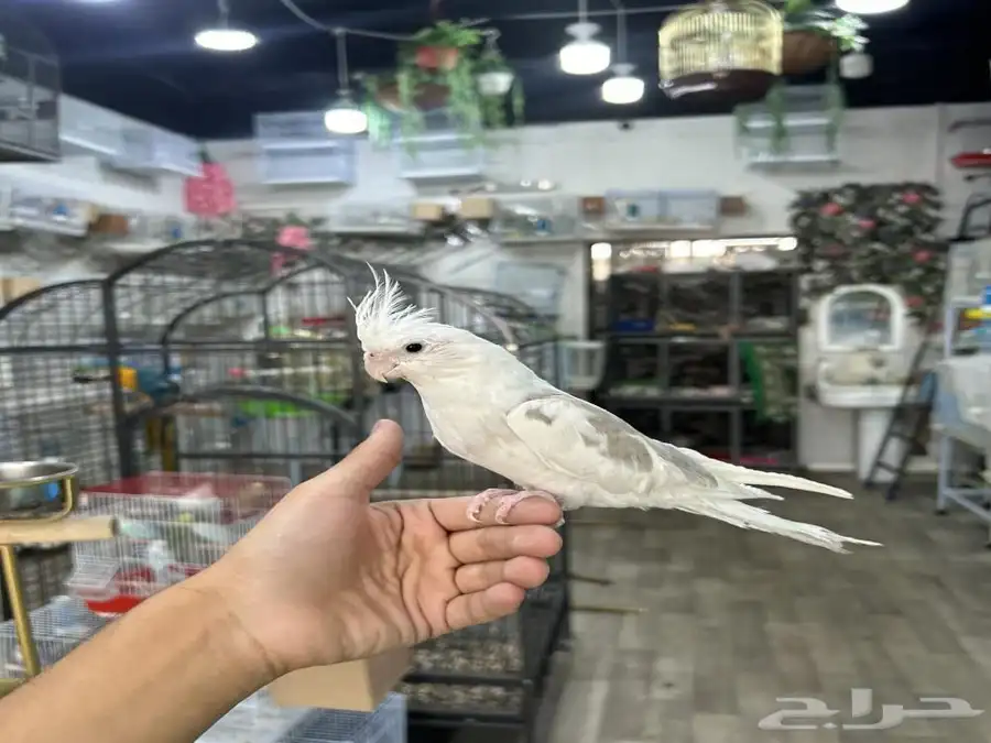 طيور كروان 0
