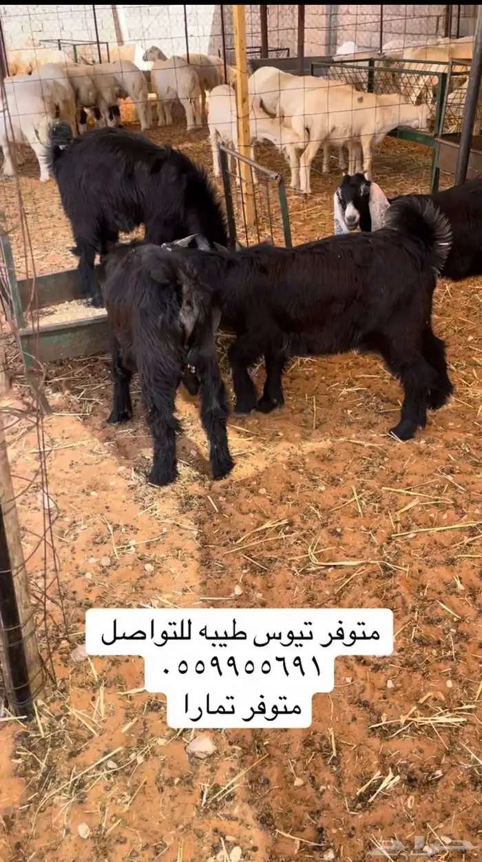 متوفر تيوس .. يوجد تمارا ( الرياض مخرج 36 ) 0