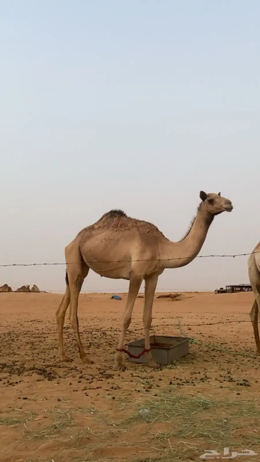 بكره حقه 1
