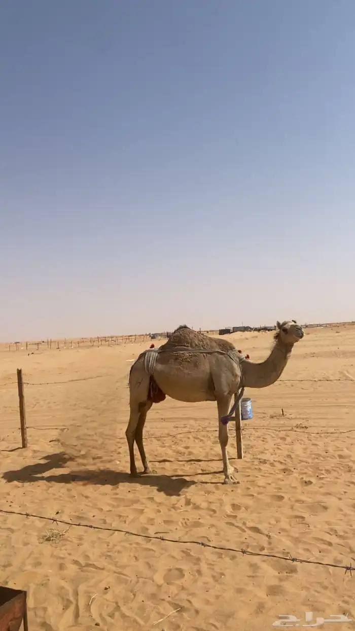 للبيع ناقه 0