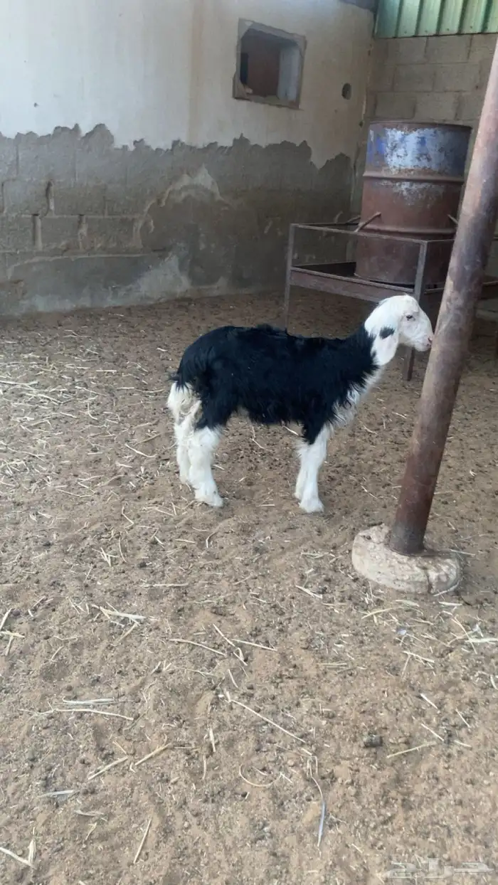 تم البيع 1