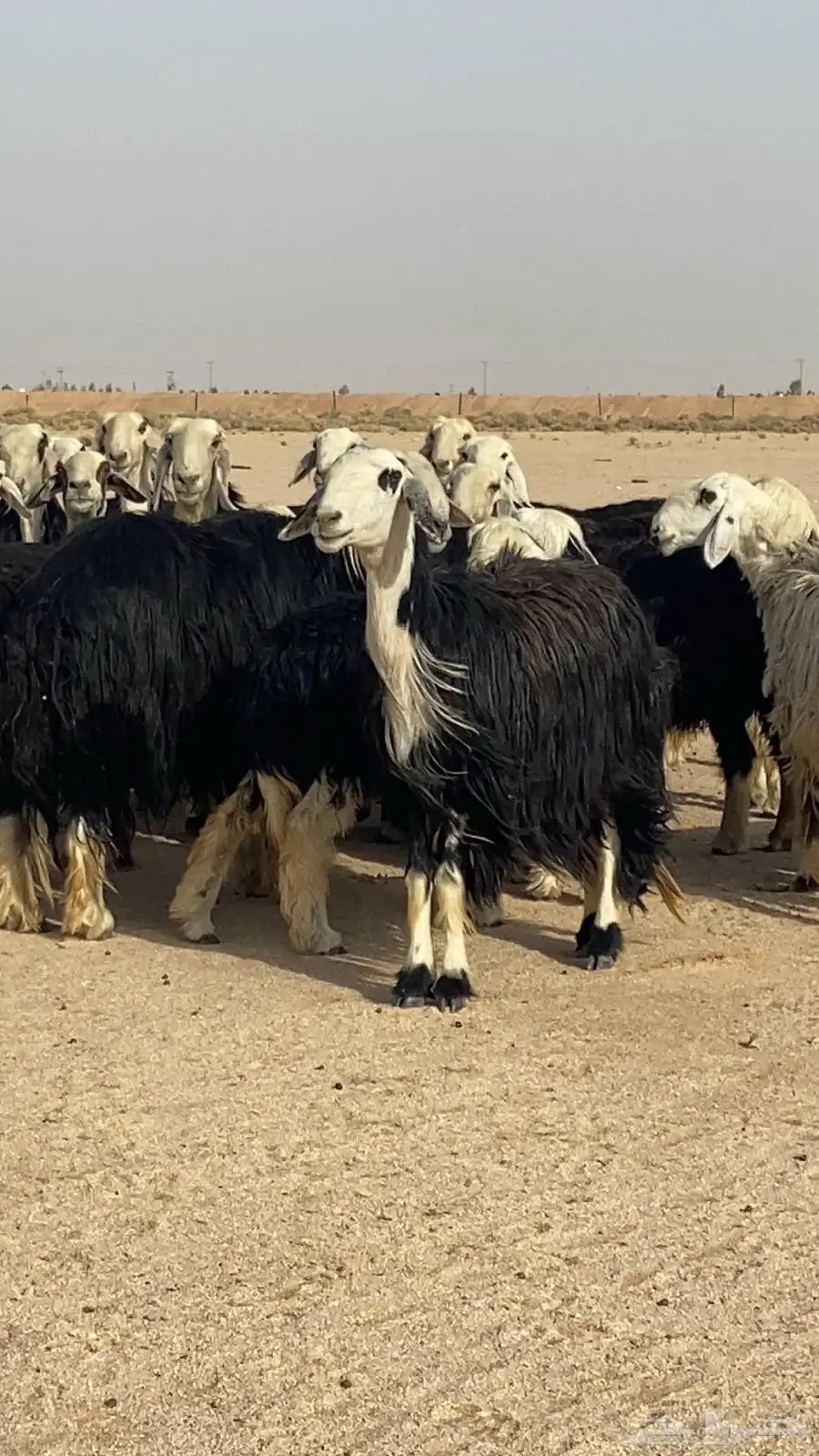 غنم نجد 0