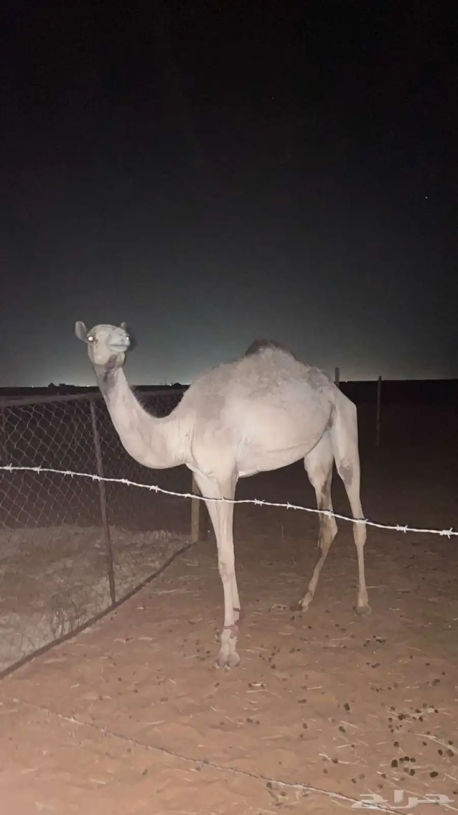 بكره حقه 2