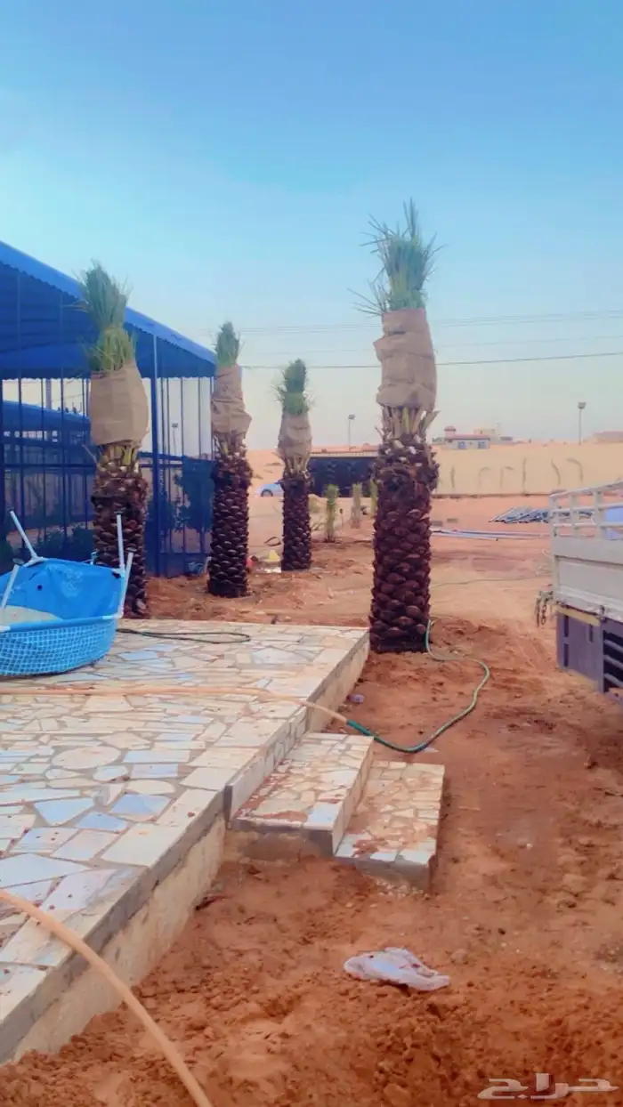 يوجد لديناء جميع آنواع النخيل 2