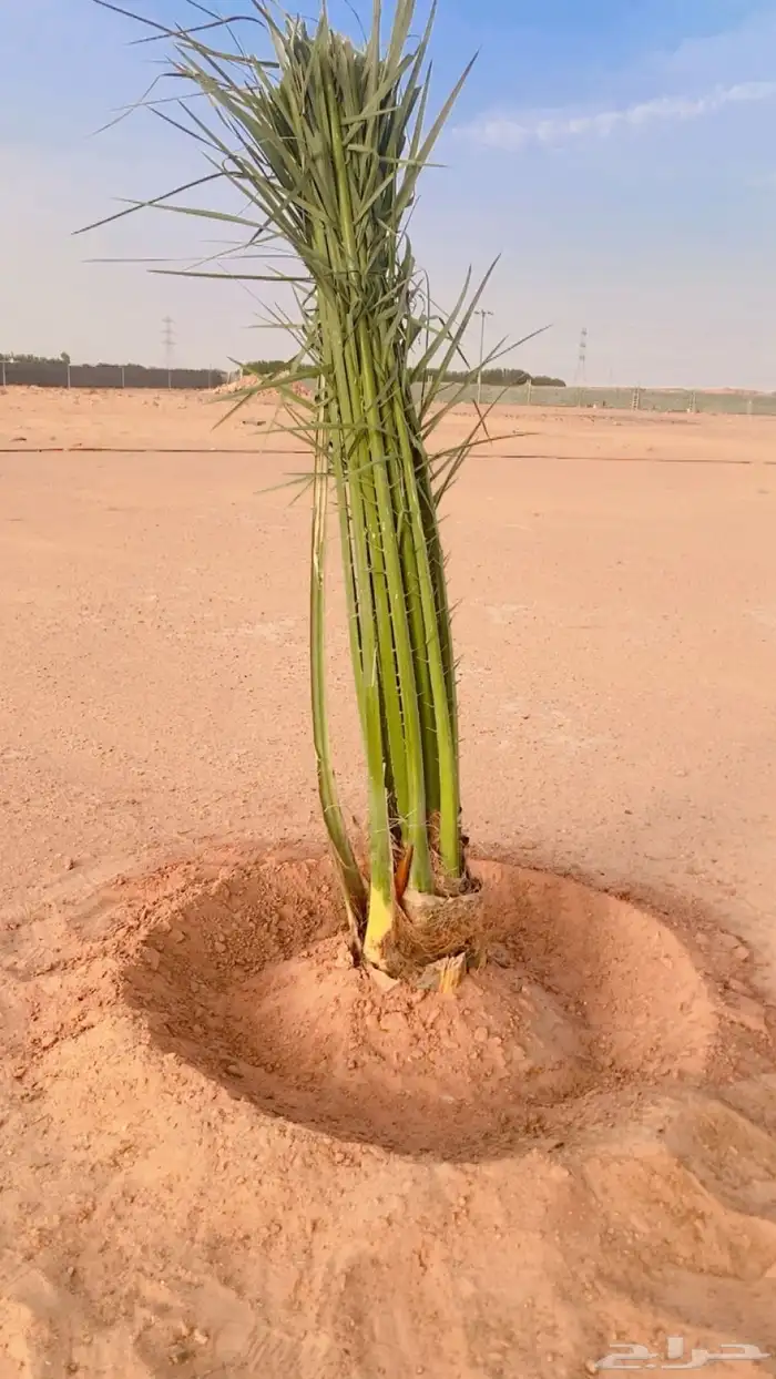 يوجد لديناء جميع آنواع النخيل 5