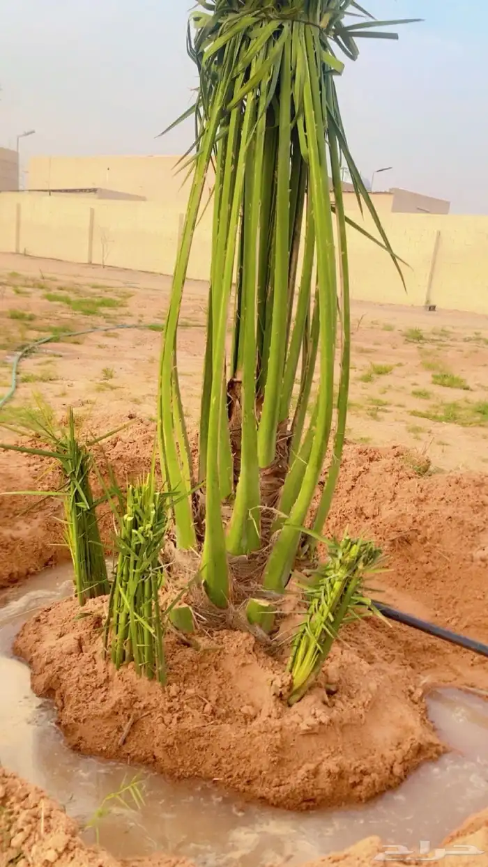 يوجد لديناء جميع آنواع النخيل 6