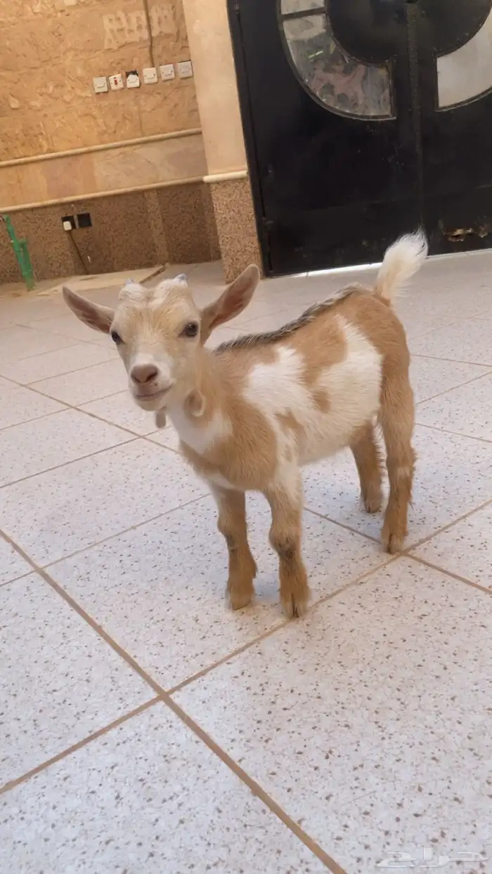 تيس قزم للبيع 0