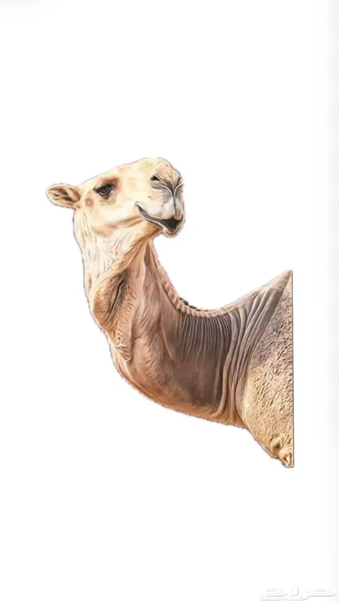مضلات الابل بافضل معايير الجودة 0