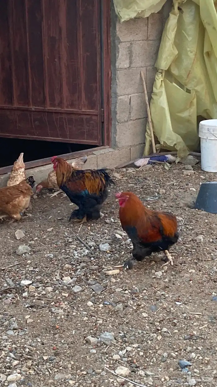 دجاج مهجن براهما 4