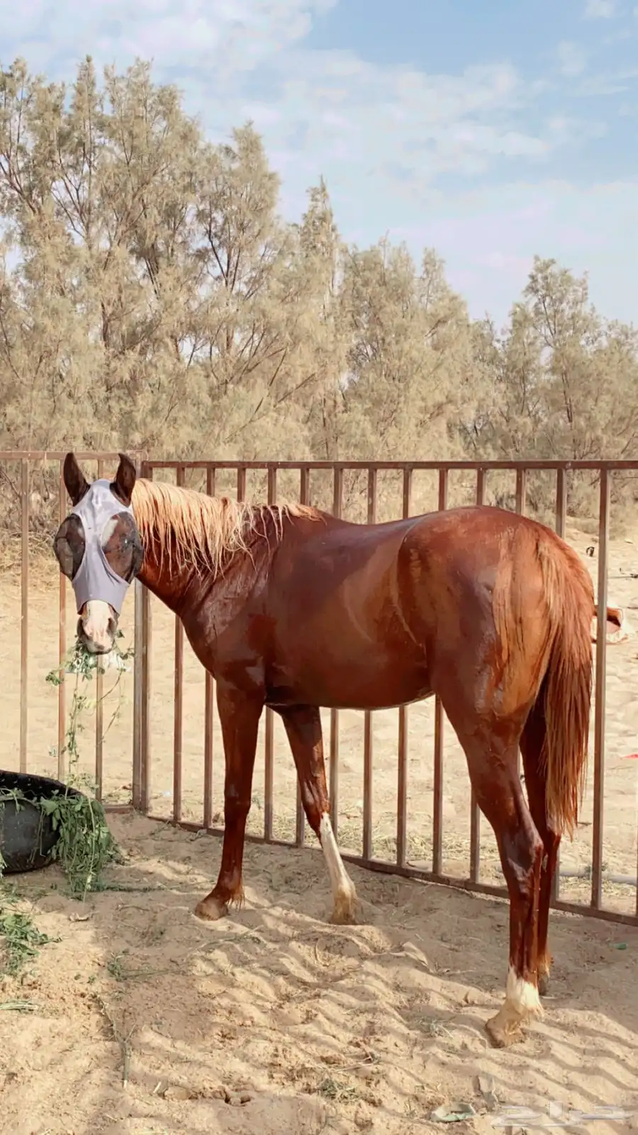 مهر شعبي كفووو جدا وسبوق وحارر ولايصلح للمتدئين 1