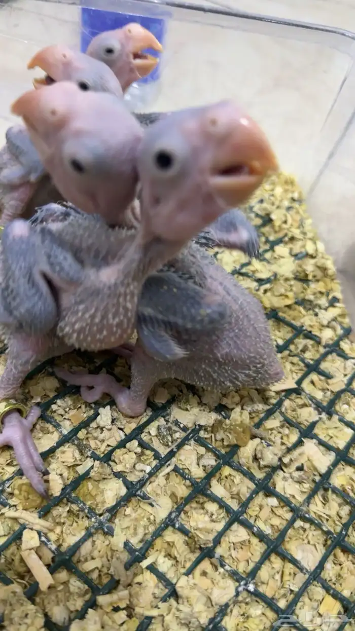 فروخ درة نيبالي 1