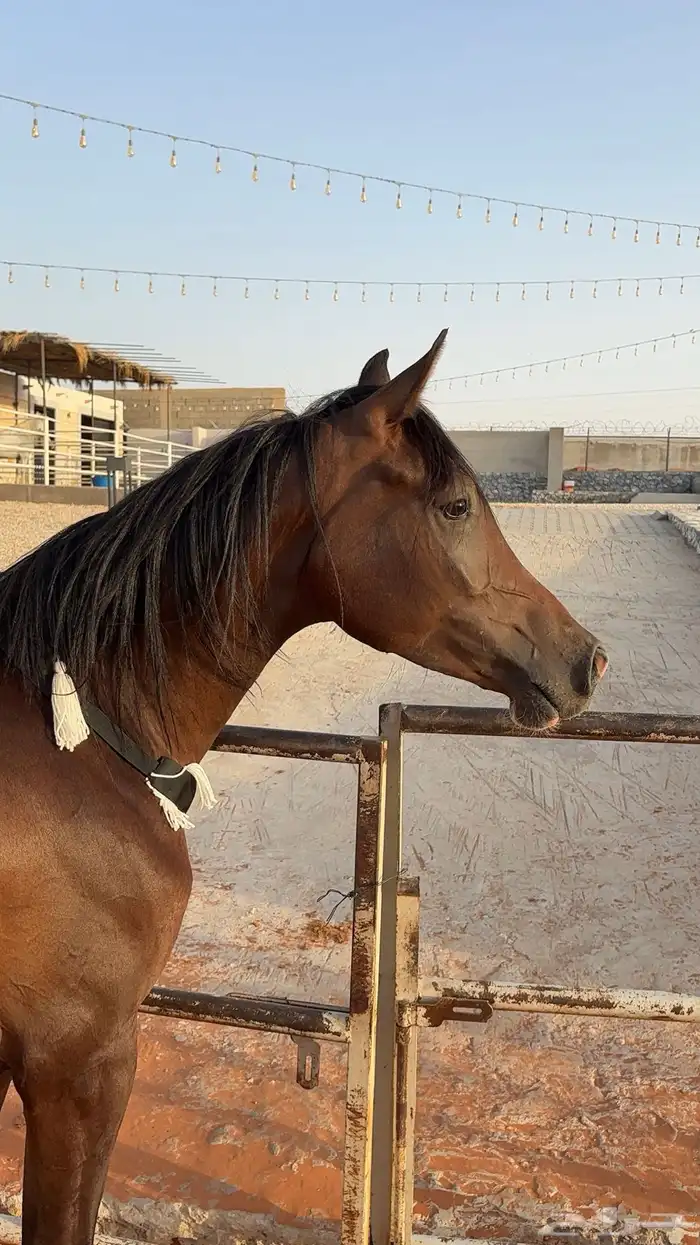مهر واهو حفيد ابطال 4