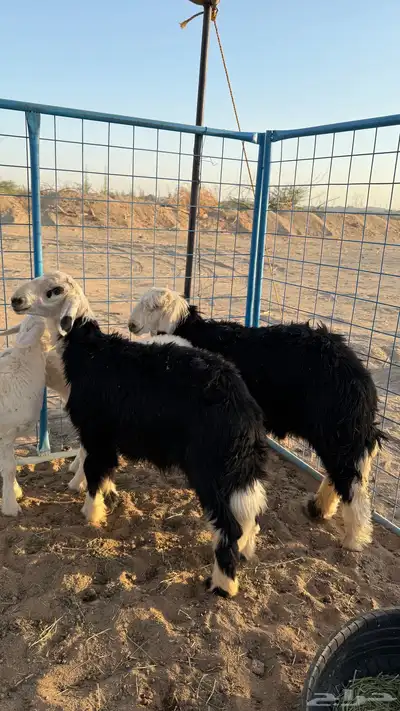 طليان نجديات فل شحم 0