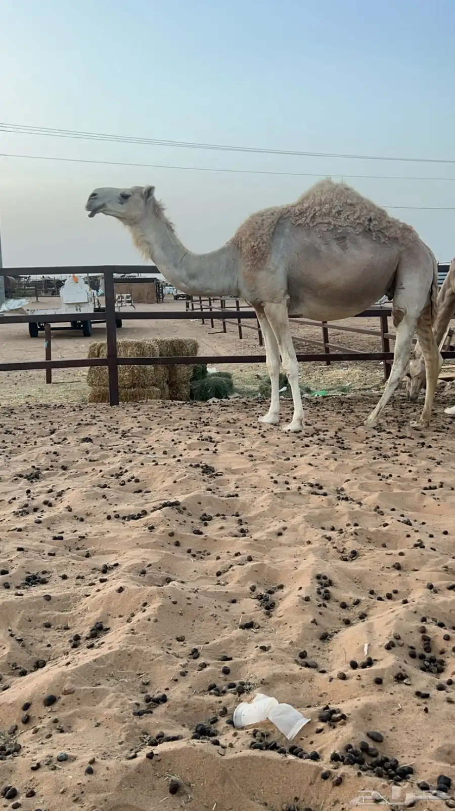 لقحه على بعير ابن قريع 0