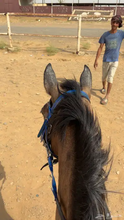 خيل بوني سنتين - سنتين و نص على السوم 0