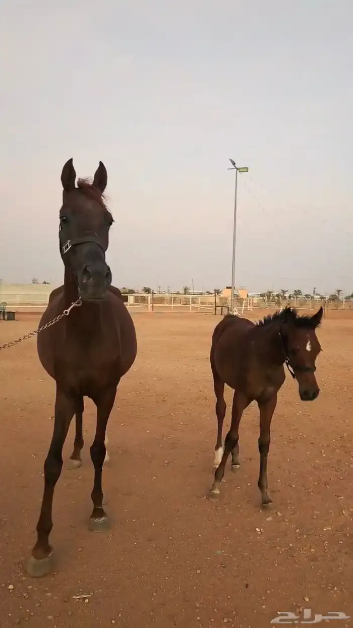 فرس شعبيه مع مهره 1
