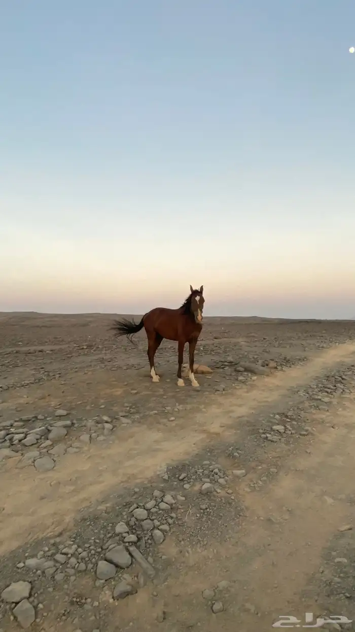 حصان للبيع 0