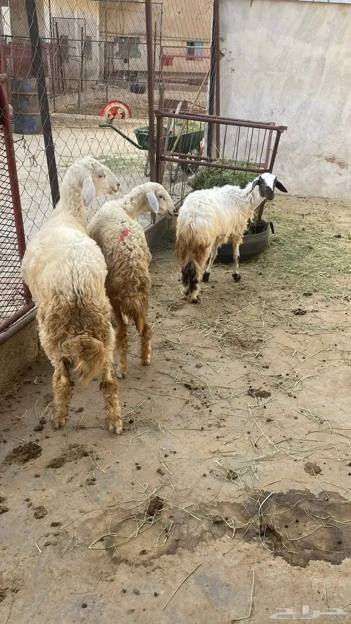 ((( تم البيع))) ذبايح ثلاجة بسعر مناسب 4