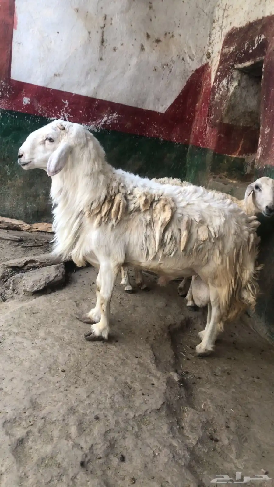 خروف للبيع 1