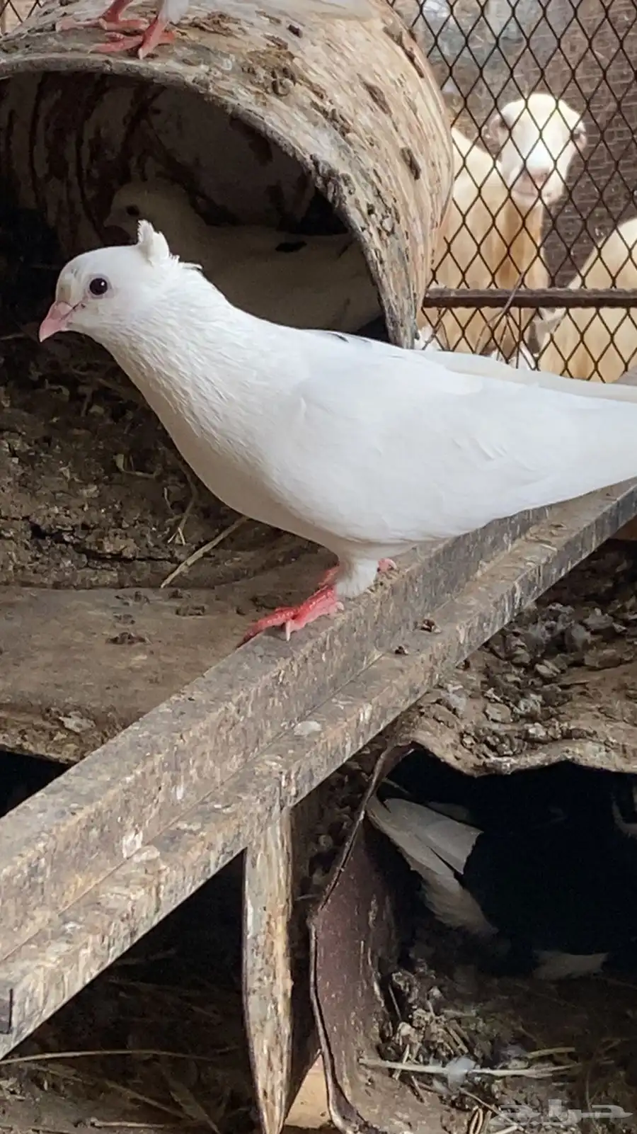 حمام قطايف 1