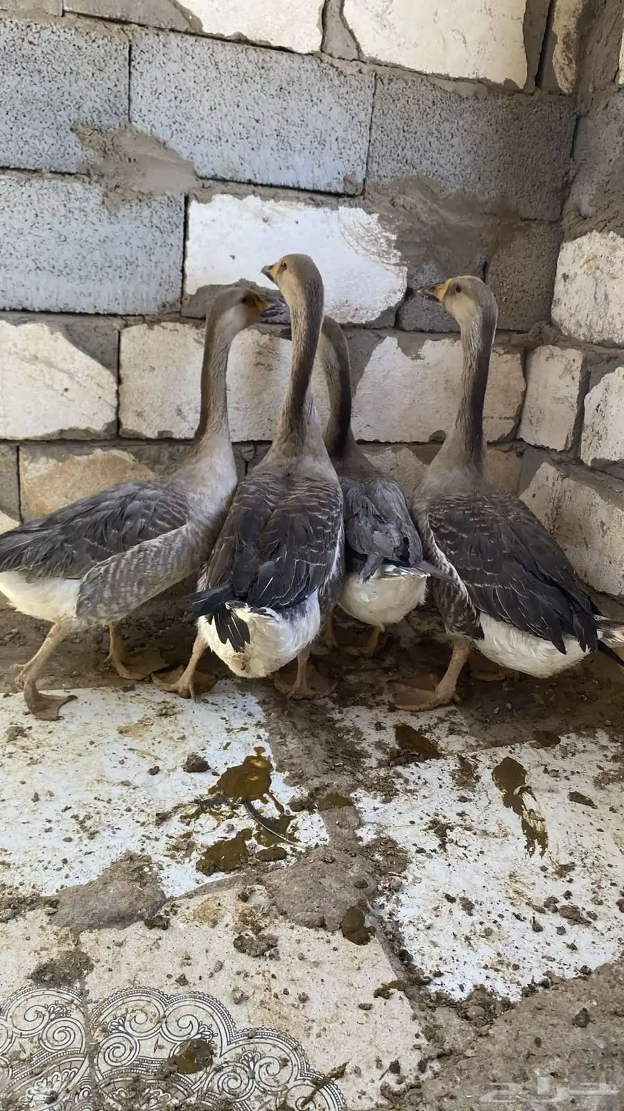 بط   وز 3