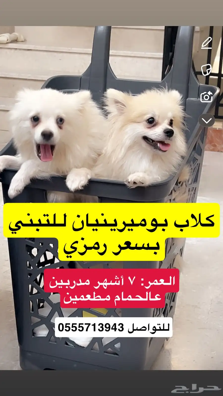 كلب 0