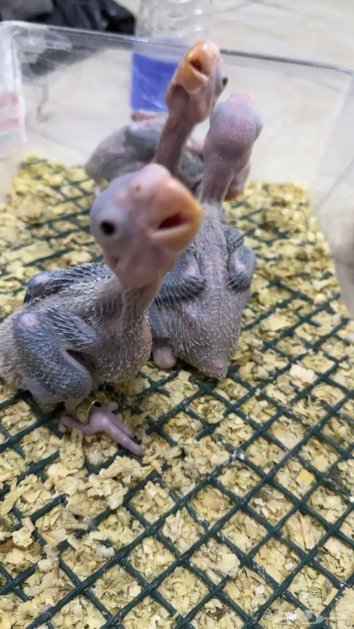 فروخ درة نيبالي 0