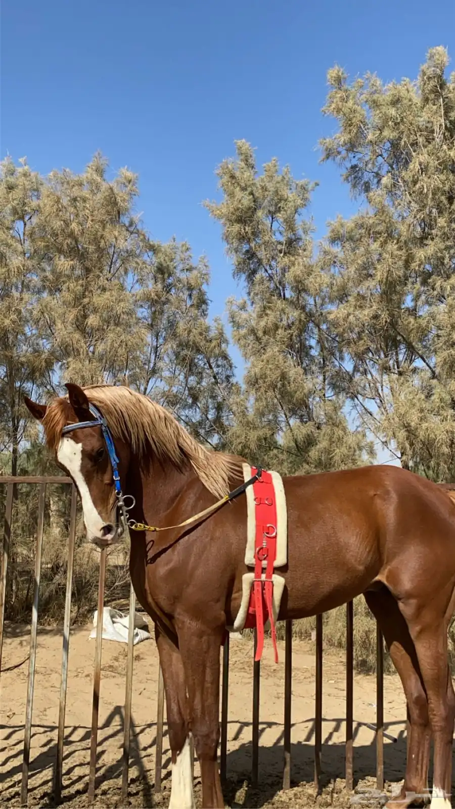 مهر شعبي كفووو جدا وسبوق وحارر ولايصلح للمتدئين 0