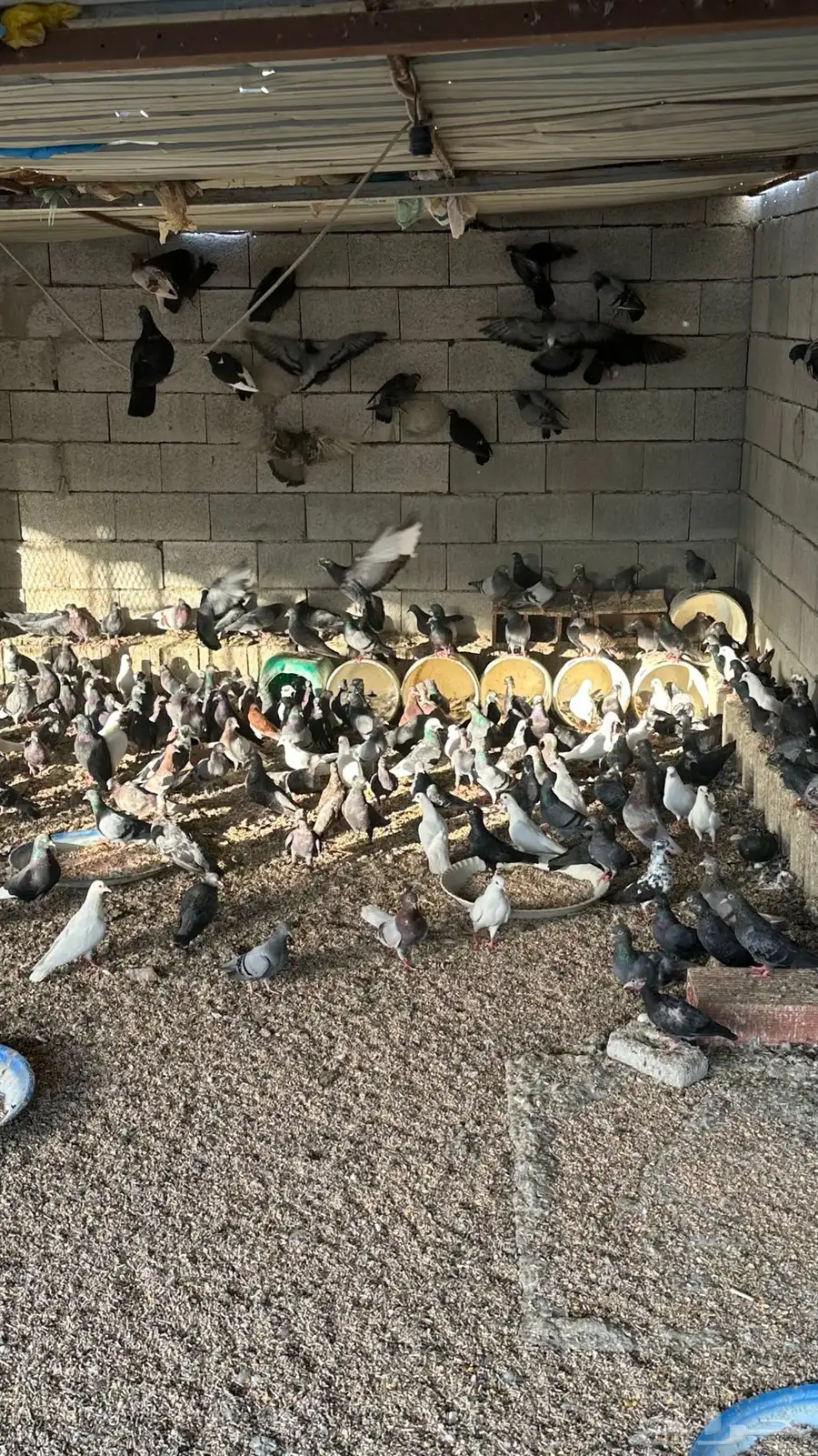 حمام صنعاني منتج 5