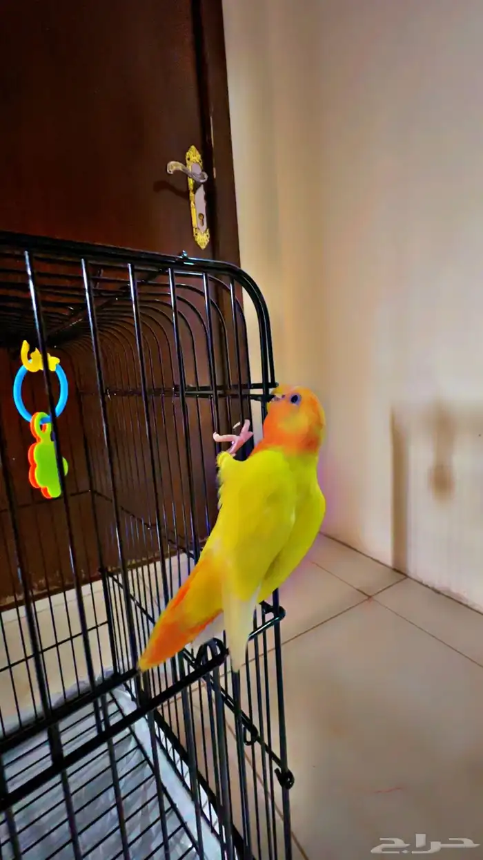روز للبيع 2