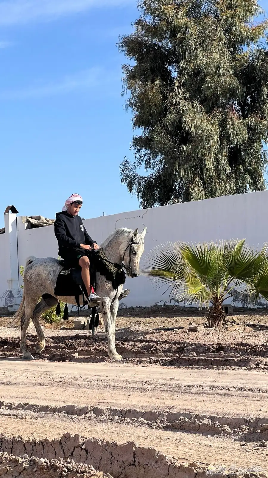 حصان شعبي 5