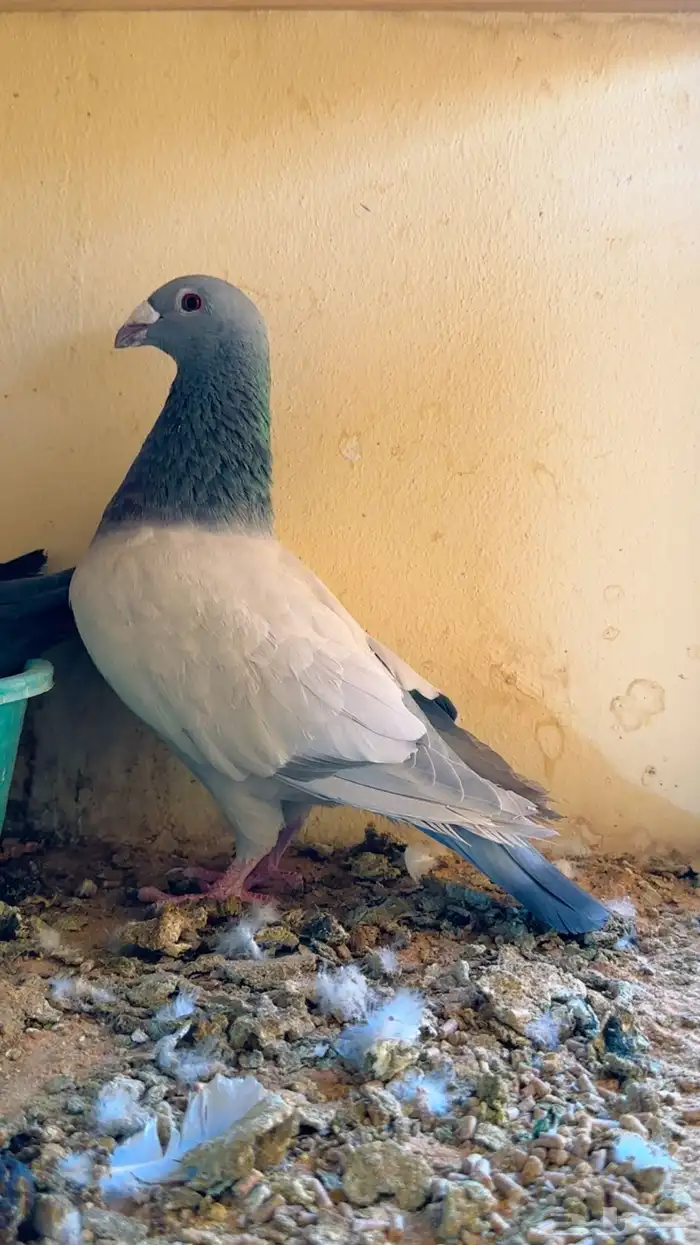 يوجد مجموعة زاجل زينه نخبة اللي له خاطر 7