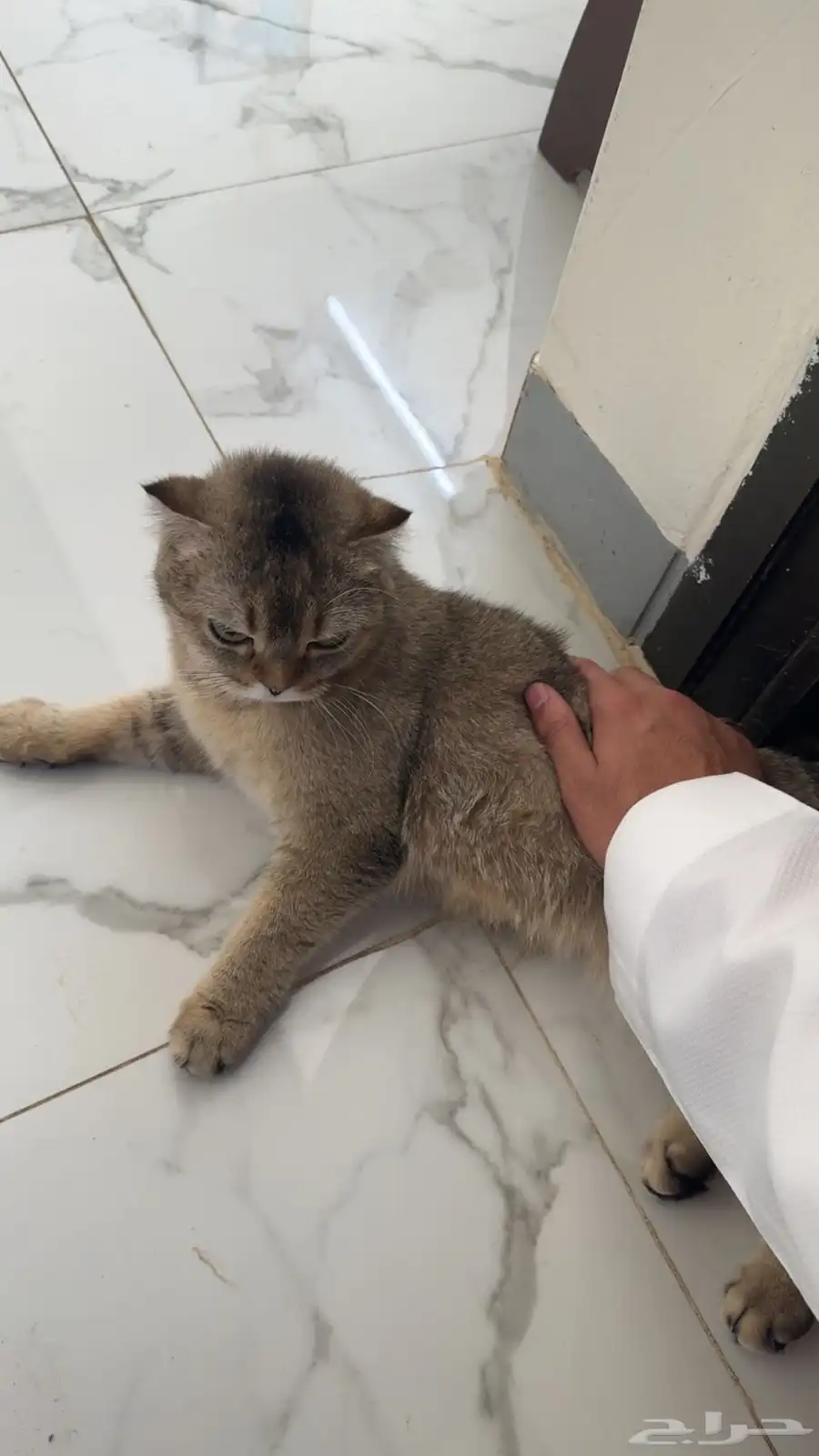قط سكوتش للبيع 1